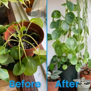 Plant Revitalizer - Image 11