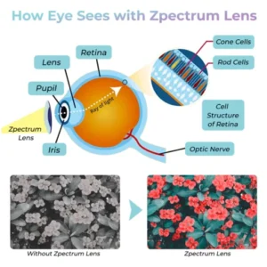 Zpectrum Colorblind Glasses - Image 4