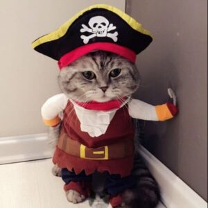 Funny Cat Costumes