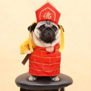 Funny Cat Costumes - Image 14