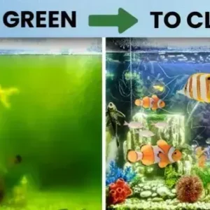 Aquariums Aqua-Guardian Blend - Image 12