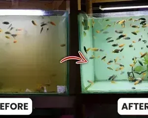 Aquariums Aqua-Guardian Blend - Image 16