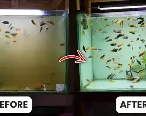Aquariums Aqua-Guardian Blend - Image 23