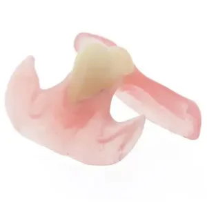 Premium Denture - Image 2