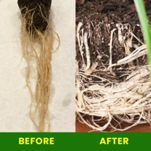 Rapid Rooting Fluid - Image 5