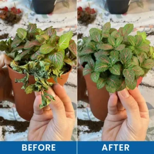Baking Soda Powder for Plants - Image 11