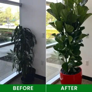 Plant Nutrient Beads - Image 9