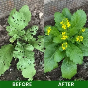 Baking Soda Powder for Plants - Image 11