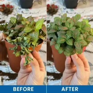 Baking Soda Powder for Plants - Image 12