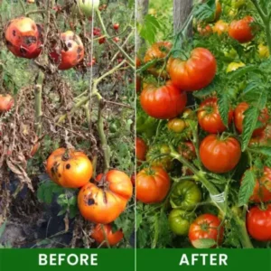 Baking Soda Powder for Plants - Image 9