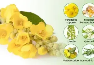 NEYEROS Botanical Mullein Lung Cleanse Diffuser - Image 9