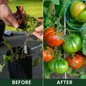 Universal Plant Nutrient Solution - Image 8